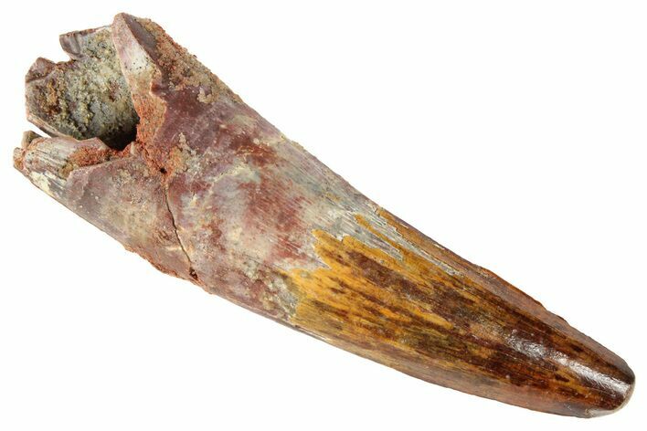 Real Spinosaurus Tooth - Beautiful Enamel Preservation #192019